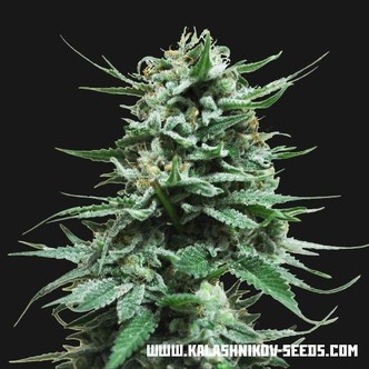 Northern Russian Auto (Kalashnikov Seeds) feminiserade