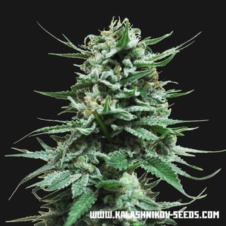 Northern Russian Auto (Kalashnikov Seeds) Feminiserade