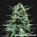 Northern Russian Auto (Kalashnikov Seeds) Feminiserade