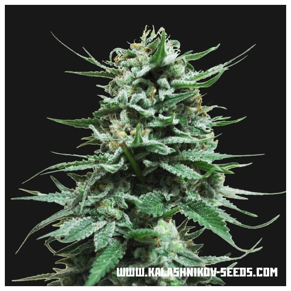 Northern Russian Auto (Kalashnikov Seeds) Feminiserade