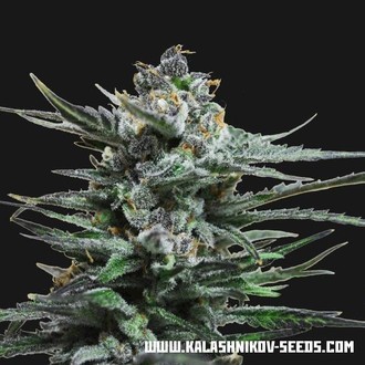 Acid Blue Auto (Kalashnikov Seeds) Feminiserade