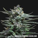 Acid Blue Auto (Kalashnikov Seeds) Feminiserade