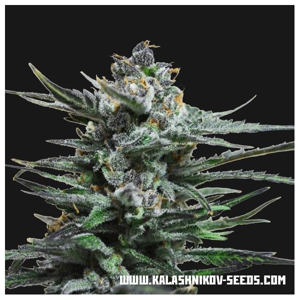 Acid Blue Auto (Kalashnikov Seeds) Feminiserade