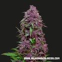 Purple Mazar Auto (Kalashnikov Seeds) Feminiserade