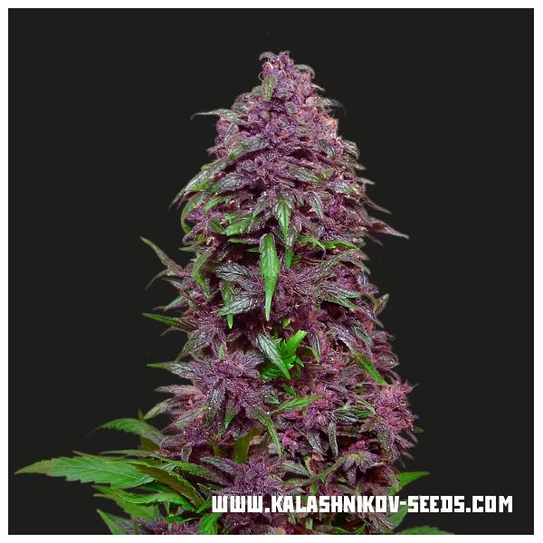 Purple Mazar Auto (Kalashnikov Seeds) Feminiserade