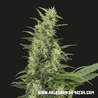 Amur Giant Auto (Kalashnikov Seeds) feminiserade cannabisfr&ouml;n