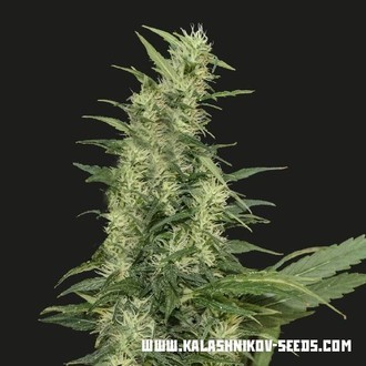 Amur Giant Auto (Kalashnikov Seeds) Feminiserade