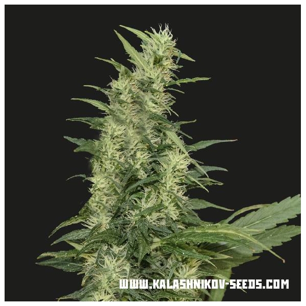 Amur Giant Auto (Kalashnikov Seeds) Feminiserade