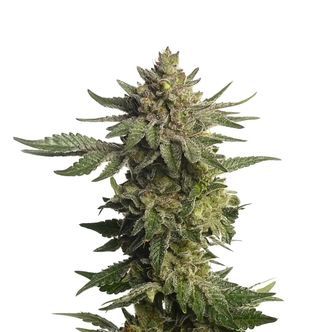 Green Magic (Amsterdam Genetics) feminiserade cannabisfr&ouml;n