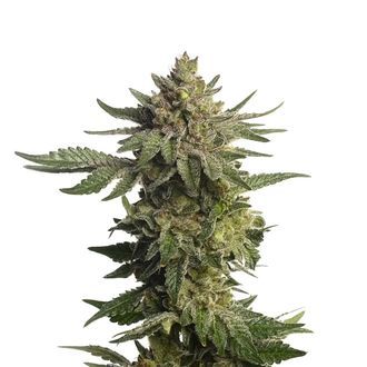 Green Magic (Amsterdam Genetics) Feminiserade