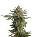 Green Magic (Amsterdam Genetics) Feminiserade