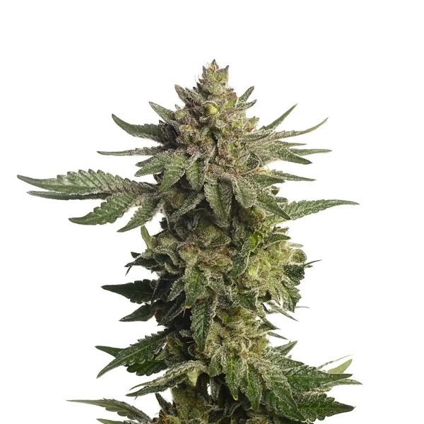 Green Magic (Amsterdam Genetics) Feminiserade