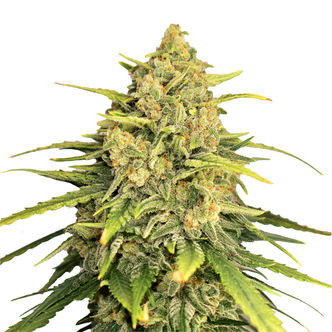 Tangerine G13 (Amsterdam Genetics) feminiserade cannabisfr&ouml;n