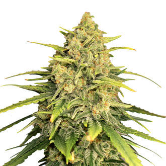 Tangerine G13 (Amsterdam Genetics) Feminiserade
