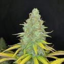 Choco Kush Auto (Amsterdam Genetics) Feminiserade