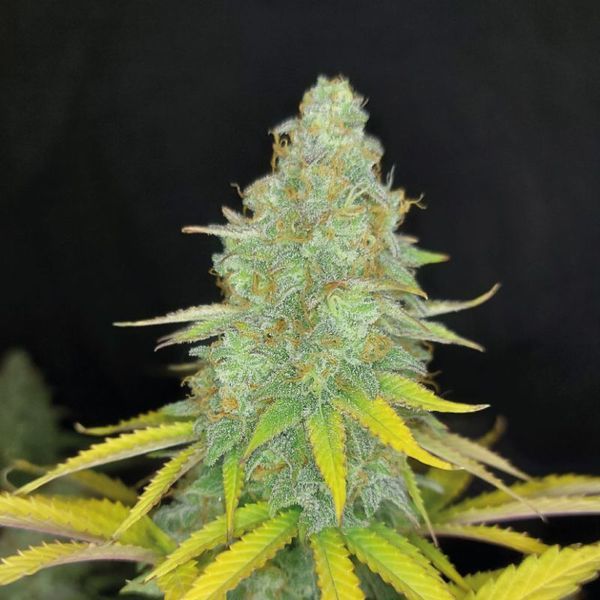 Choco Kush Auto (Amsterdam Genetics) Feminiserade