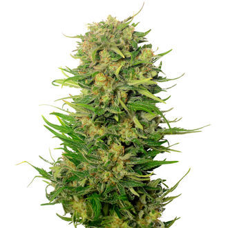 Choco Kush Auto (Amsterdam Genetics) Feminiserade
