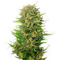 Choco Kush Auto (Amsterdam Genetics) Feminiserade