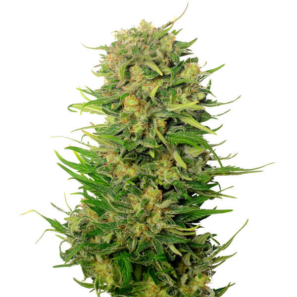 Choco Kush Auto (Amsterdam Genetics) Feminiserade
