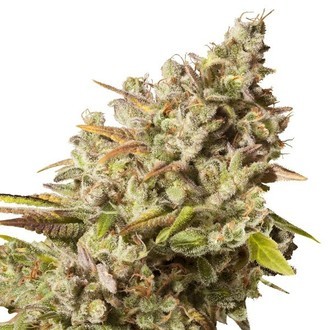Royal Gorilla (Royal Queen Seeds) Feminiserade
