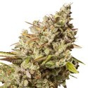 Royal Gorilla (Royal Queen Seeds) Feminiserade