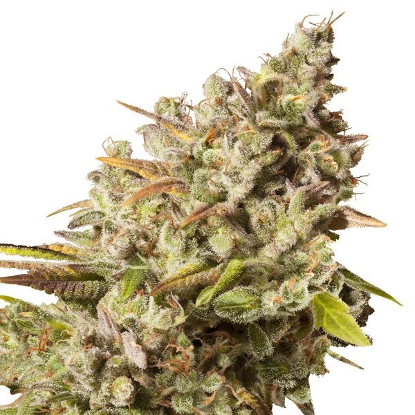 Royal Gorilla (Royal Queen Seeds) Feminiserade
