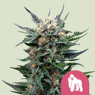 Royal Gorilla (Royal Queen Seeds) Feminiserade