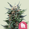 Royal Gorilla (Royal Queen Seeds) Feminiserade