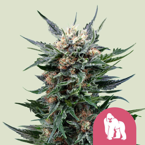 Royal Gorilla (Royal Queen Seeds) Feminiserade