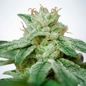 CBD Star (Ministry of Cannabis) Feminiserade