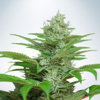 Auto CBD Star (Ministry of Cannabis) Feminiserade