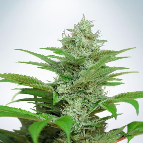 Auto CBD Star (Ministry of Cannabis) Feminiserade
