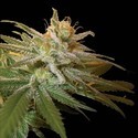 Kushberry (DNA Genetics) Feminiserade