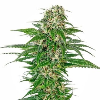 Early Skunk Autoflower (Sensi Seeds) Feminiserade