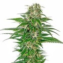 Early Skunk Autoflower (Sensi Seeds) Feminiserade