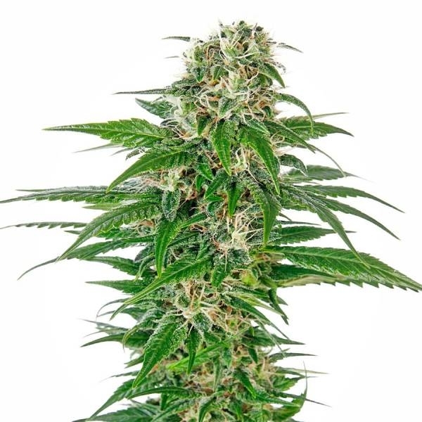 Early Skunk Autoflower (Sensi Seeds) Feminiserade