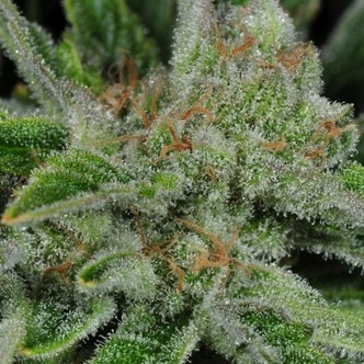 Ghost Train Haze 1 (Rare Dankness) feminiserade/regulj&auml;ra