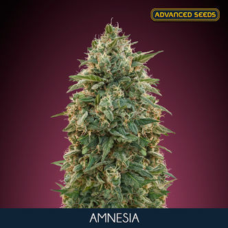 Amnesia (Advanced Seeds) feminiserade