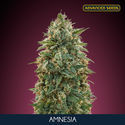 Amnesia (Advanced Seeds) Feminiserade