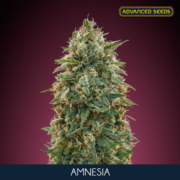 Amnesia (Advanced Seeds) Feminiserade
