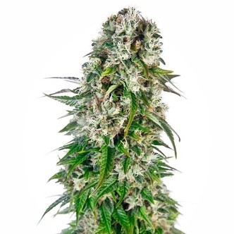 Big Bud Automatic (Sensi Seeds) feminiserade