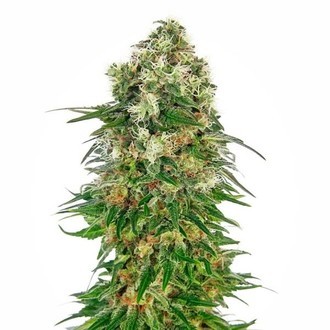Shiva Skunk Autoflower (Sensi Seeds) Feminiserade