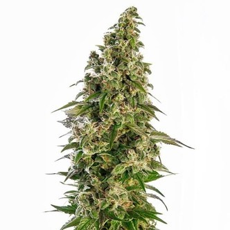 Afghani 1 Automatic (Sensi Seeds) feminiserade cannabisfr&ouml;n
