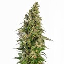 Afghani 1 Autoflower (Sensi Seeds) Feminiserade