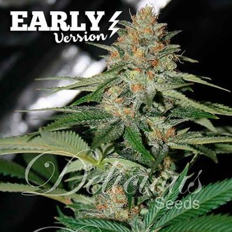 Delicious Candy Fast Version (Delicious Seeds) feminiserade