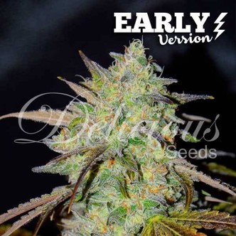 Marmalate Early Version (Delicious Seeds) feminiserade cannabisfr&ouml;n