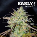 Marmalate Early Version (Delicious Seeds) Feminiserade