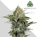 GG#4 Auto (Auto Seeds) Feminiserade