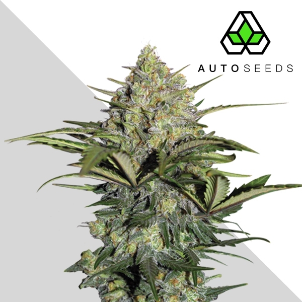 GG#4 Auto (Auto Seeds) Feminiserade