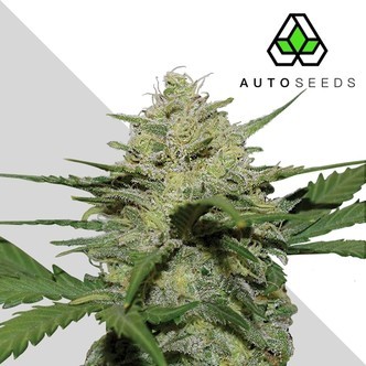Girl Scout Cookies (Auto Seeds) feminiserade